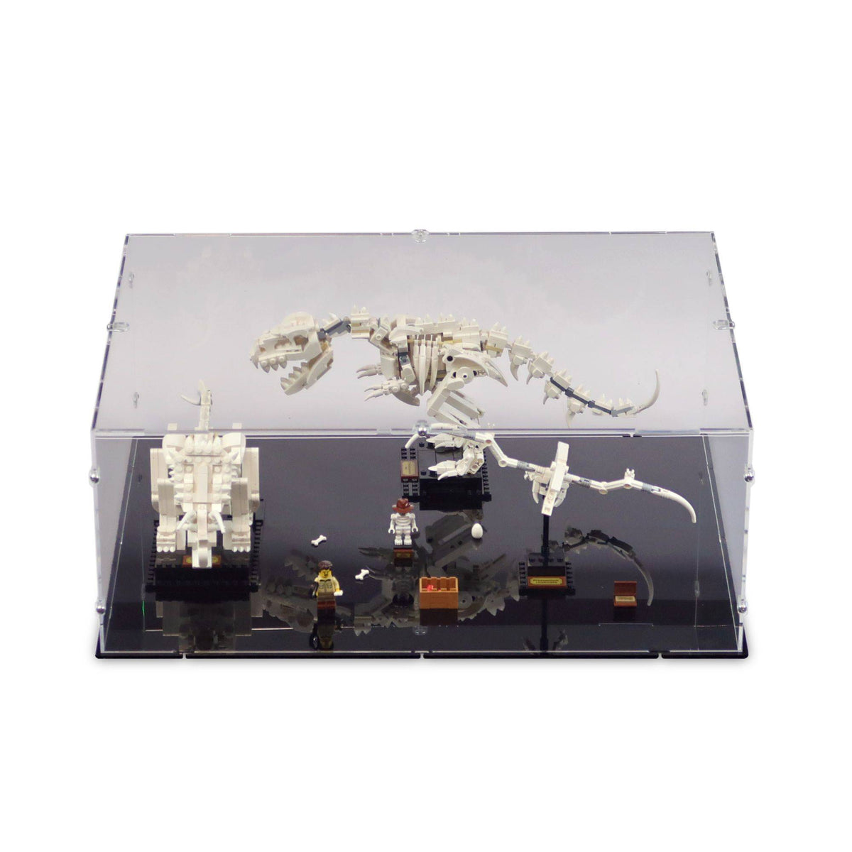 Dinosaur Fossils Display Case for LEGO 21320