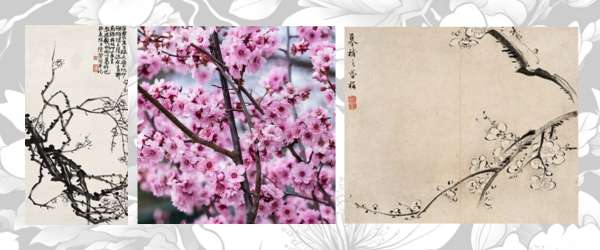 traditional Chinese ink and wash painting of plum blossom